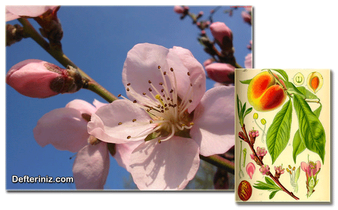 Prunus persica, Süs Şeftalisi Türünün Çiçek Yapısı ve Yaprak, Çiçek, Dal ve Meyve Yapısı.