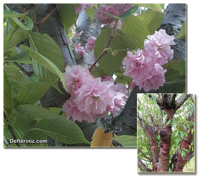 Prunus serrulata, Süs Kirazı Türünün Çiçek ve Dal Yapısı.