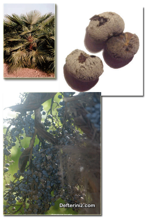 Chamaerops excelsa, Çin bodur palmiyesi bitkisinin habitüsü, meyvesi, tohumu.