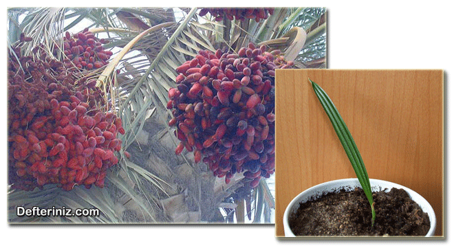 Phoenix dactylifera, Afrika Hurma Ağacı türünün fide hali ve meyveleri.