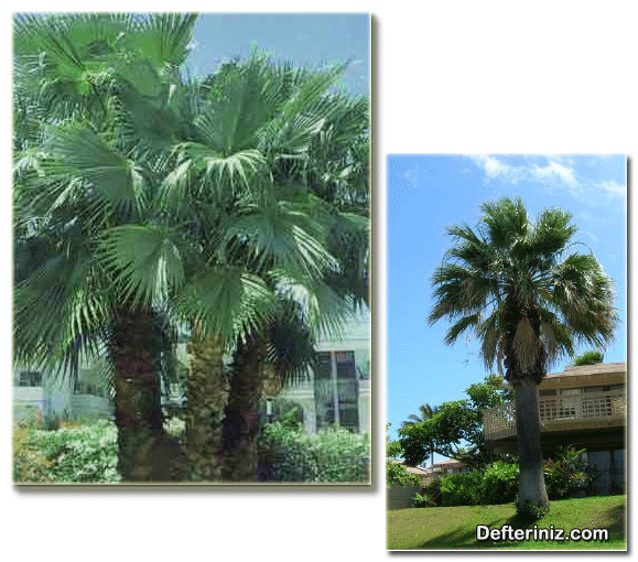 Washingtonia Filifera, Çöl Palmiyesi türünün genel görünüşü.