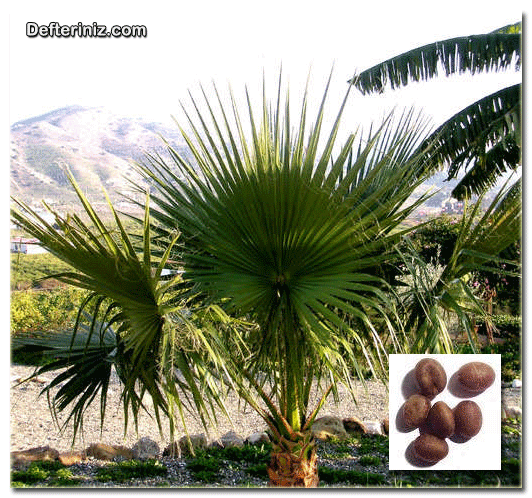 Washingtonia Filifera, Çöl Palmiyesi türünün yaprak ve meyvesi.