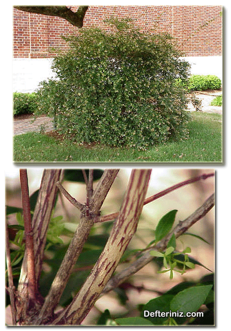 Abelia bitkisinin genel görünüşü ve gövde yapısı.