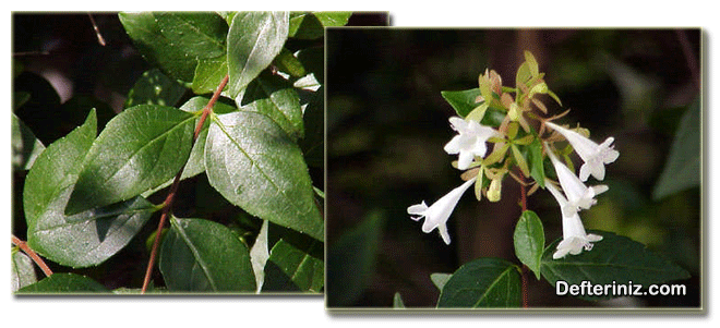 Abelia bitkisinin yaprak yapısı ve çiçek yapısı.