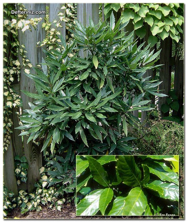 Aucuba japonica ‘Dentata’ ve Aucuba japonica ‘Longifolia’, Aküba Türleri.
