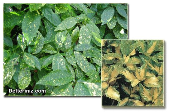 Aucuba japonica ‘Picturata’ ve Aucuba japonica ‘Crotonifolia’, Aküba Türleri.