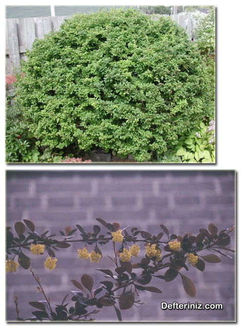 Kadın Tuzluğu (Berberis) bitkisinin genel görünüşü ve çiçeklerinin görünüşü.