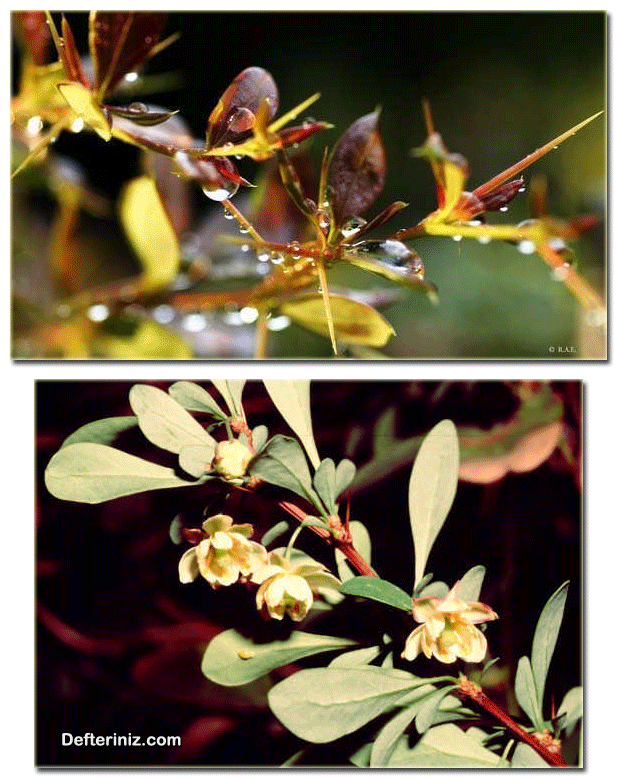 Berberis julianae türünün dal yapısı ve çiçeklerinin görünüşü
