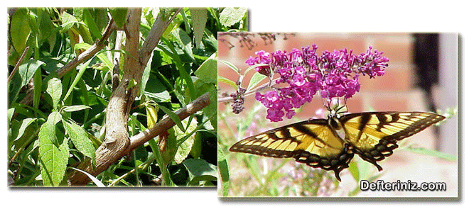 Kelebek Çalısı (Buddleia) bitkisinin genel görünüşü ve çiçeklerinin görünüşü.