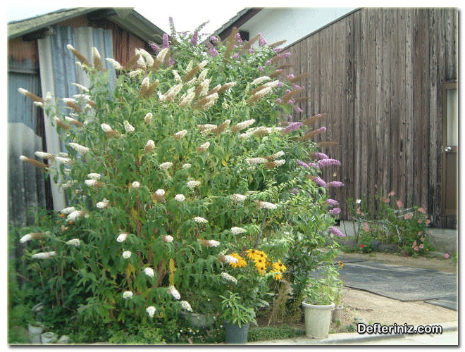 Kelebek Çalısı (Buddleia) bitkisinin peyzajda kullanımı.