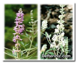 Kelebek Çalısı (Buddleia) bitkisinin genel görünüşü.