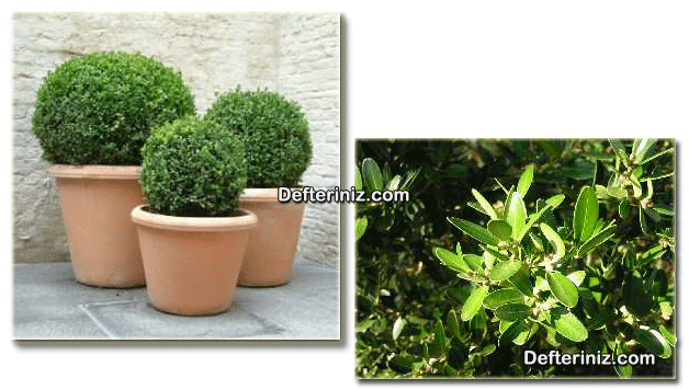 Şimşir (Buxus) bitkisinin genel görünüşü ve yaprak yapısı.