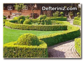 Şimşir (Buxus) bitkisinin peyzajda kullanımı.