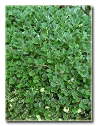 Şimşir (Buxus) bitkisinin genel görünüşü.