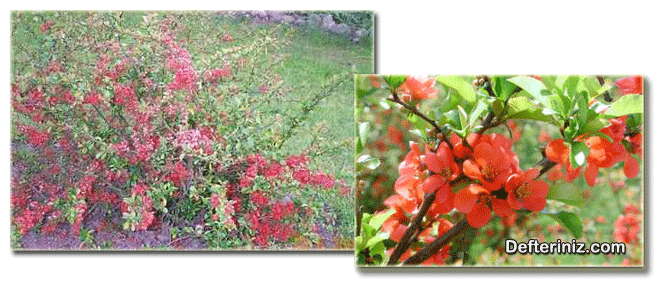 Japon Ayvası (Chaenomeles) bitkisinin genel görünüşü ve çiçek yapısı.