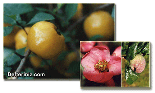 Japon Ayvası (Chaenomeles) bitkisinin meyvesi, yaprak ve çiçeği.