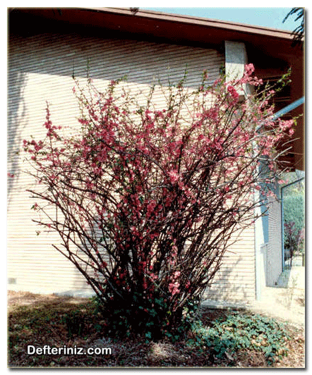 Japon Ayvası (Chaenomeles) bitkisinin peyzajda kullanımı.