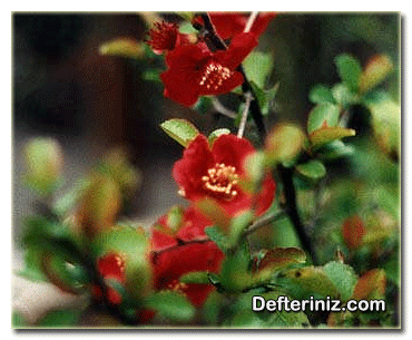 Chaenomeles japonica, Japon Ayvası türü.