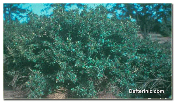 Dağ Muşmulası (Cotoneaster) bitkisinin genel görünüşü.