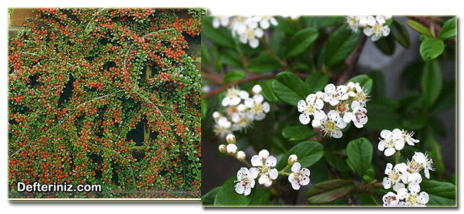 Dağ Muşmulası (Cotoneaster) bitkisinin genel görünüşü ve çiçeklerinin görünüşü.