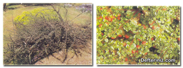 Dağ Muşmulası (Cotoneaster) bitkisinin yaprak ve meyvelerinin görünüşü.