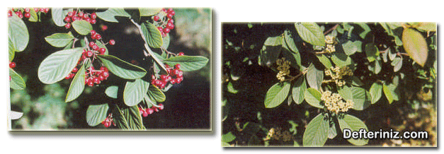Cotoneaster salicifolia türünün meyve, yaprak ve çiçeklerinin görünüşü.