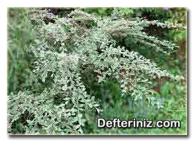 Cotonoaster franchetti türünün genel görünüşü.