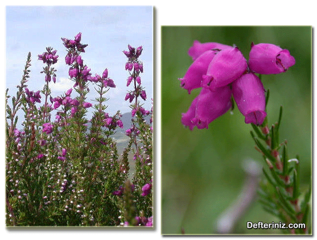 Funda (Erica) bitkisinin genel, çiçek ve yapraklarının görünüşü.