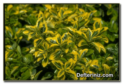 Taflan (Euonymus) bitkisinin genel görünüşü.