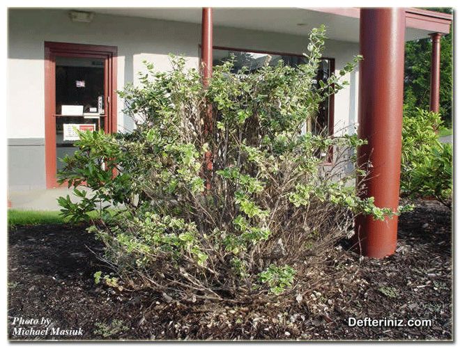 Taflan (Euonymus) bitkisinin peyzajda kullanımı.