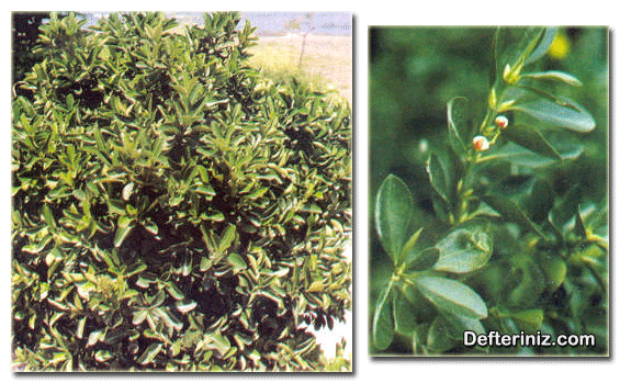 Euonymus japonica (Japon taflanı) türünün genel görünüşü, yaprak ve çiçek yapısı.