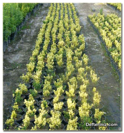 Microphylla türü.