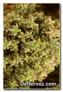 Microphylla variegata türü.
