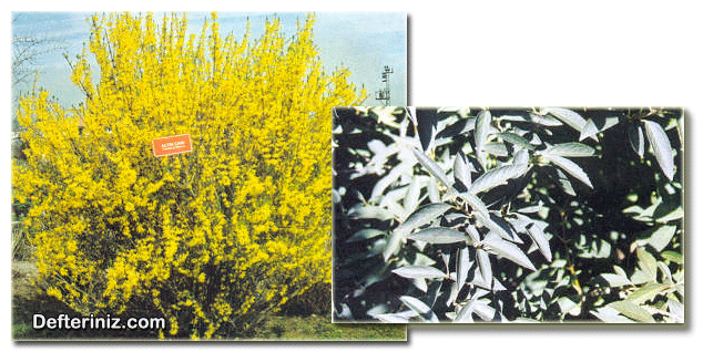 Altın Çanak (Forsythia) bitkisinin genel görünüşü ve yaprak yapısı.