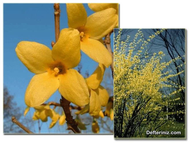 Forsythia suspensa türünün genel görünüşü.