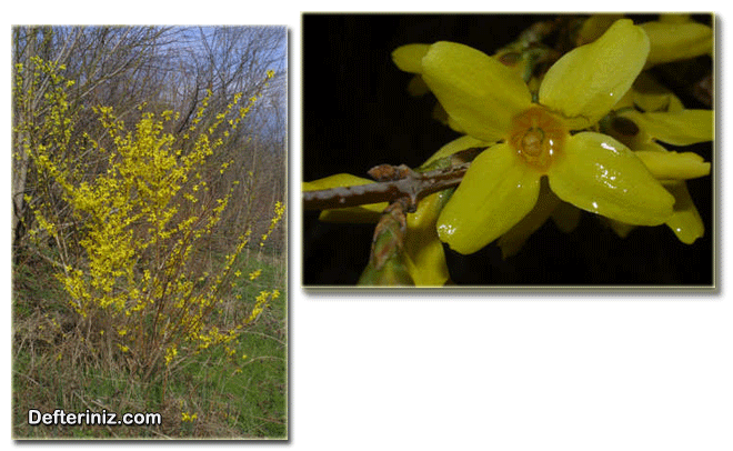 Forsythia viridissima türünün genel görünüşü.