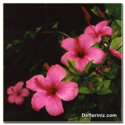 Hatmi (Hibiscus) bitkisinin genel görünüşü.