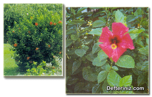 Hibuscus rosa sinensis (Çin hatmisi (gülü) ) türünün genel görünüşü, yaprak ve çiçek yapısı.