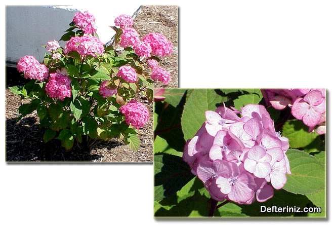 Hydrangea macrophyll “Hortensia” (büyük çiçekli ortanca) türünün genel görünüşü ve çiçeklerin görünüşü.