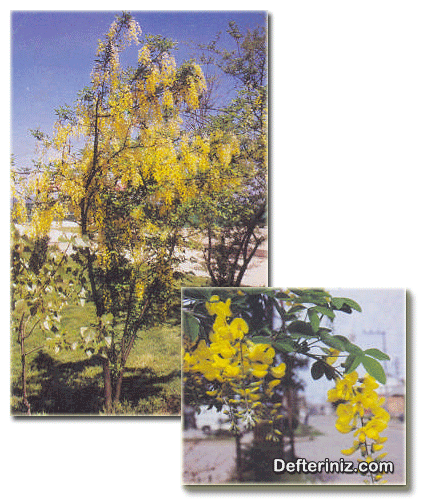 Laburnum anagrydoides (Abanoz ağacı - Sarı salkım) türünün genel görünüşü, yaprak ve çiçek yapısı.