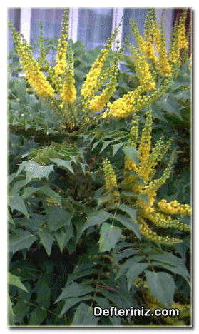 Mahonya (Mahonia) bitkisinin genel görünüşü.