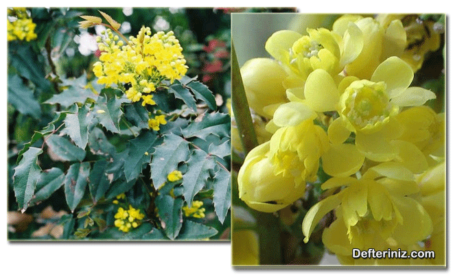 Mahonia aquifolium ( sarı boya çalısı ) türünün yaprak yapısı ve çiçeklerin görünüşü.