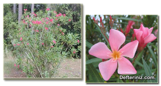 Zakkum (Nerium) bitkinin genel görünüşü ve çiçek yapısı.