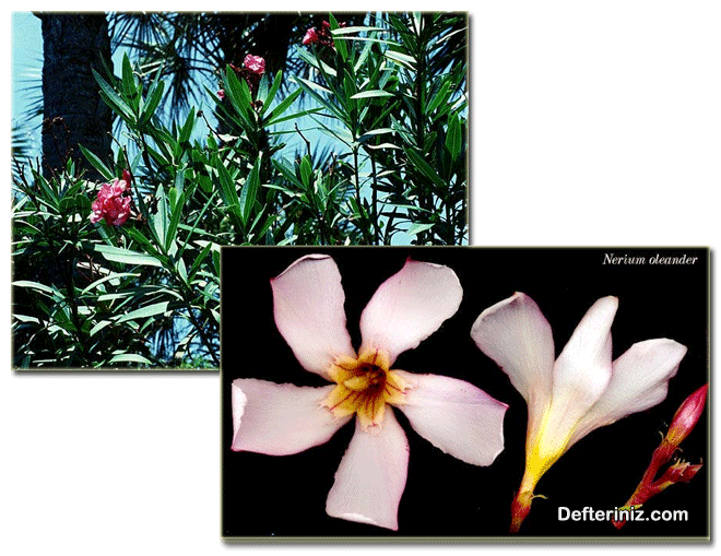 Nerium oleander türünün genel görünüşü ve çiçek yapısı.