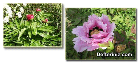 Şakayık (Paeonia) bitkisinin genel görünüşü ve çiçek yapısı.