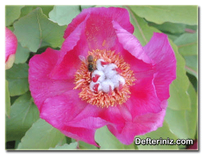 Paeonia mascula (şakayık) türünün çiçek yapısı.