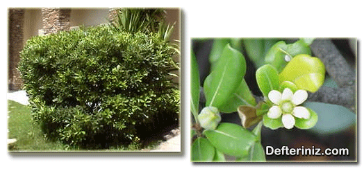 Pittosporum bitkisinin genel görünüşü ve çiçek yapısı.
