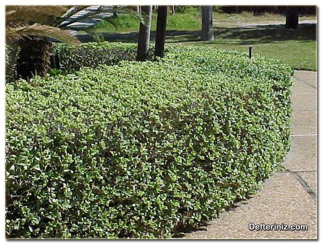 Pittosporum bitkisinin peyzajda kullanımı.