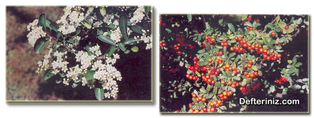Pyracantha coccinea ( kırmızı meyveli ateş dikeni ) türünün çiçeklerinin ve meyvelerinin görünüşü.