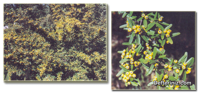 Pyracantha rogersiana (Çin ateş dikeni ) türünün genel görünüşü, meyve ve yaprakların görünüşü.